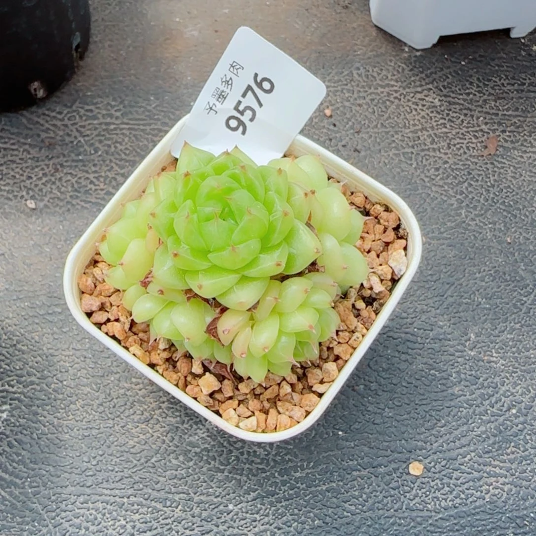 望春风，9576多肉植物