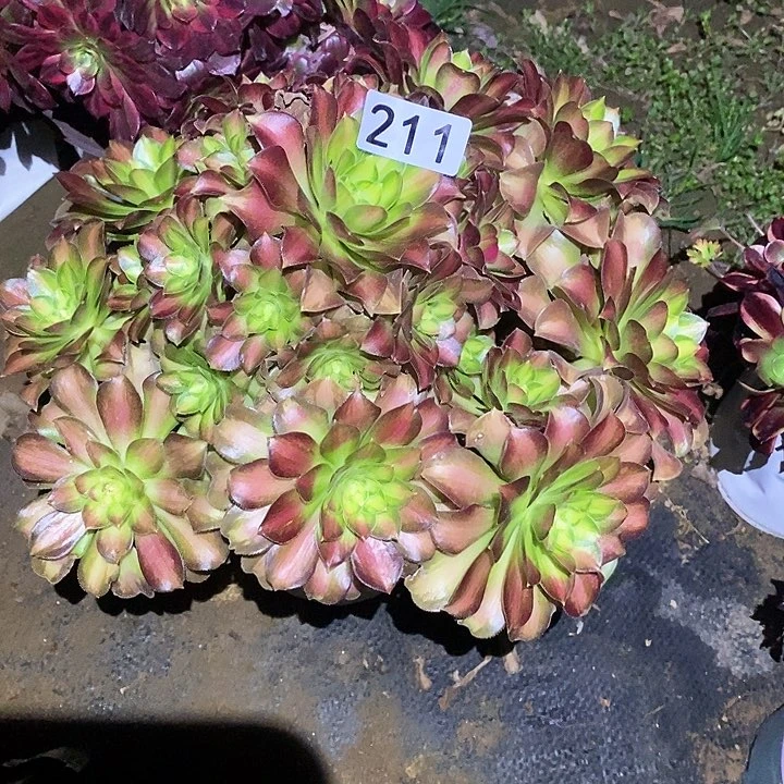 多肉植物法师211韶华