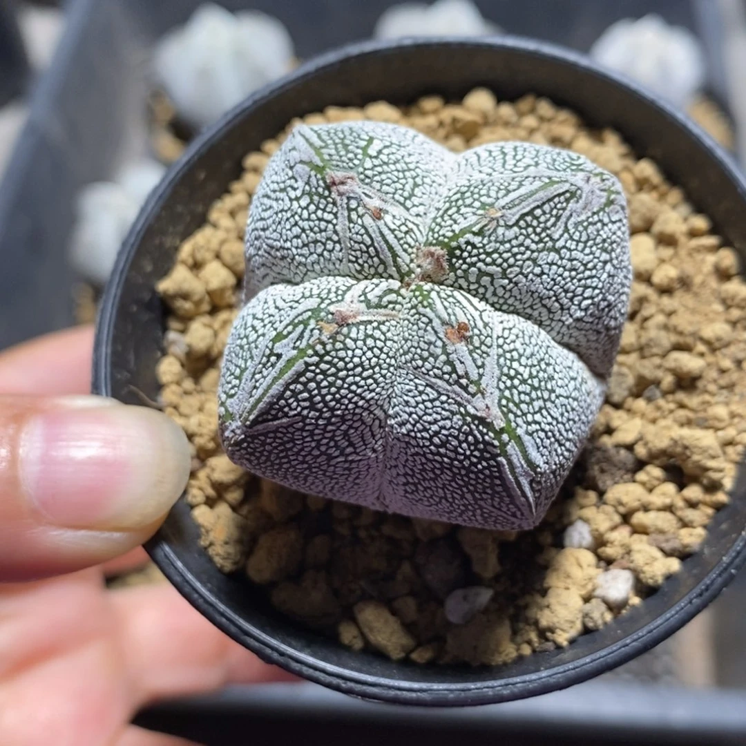 爱*恩冢鸾仙人球