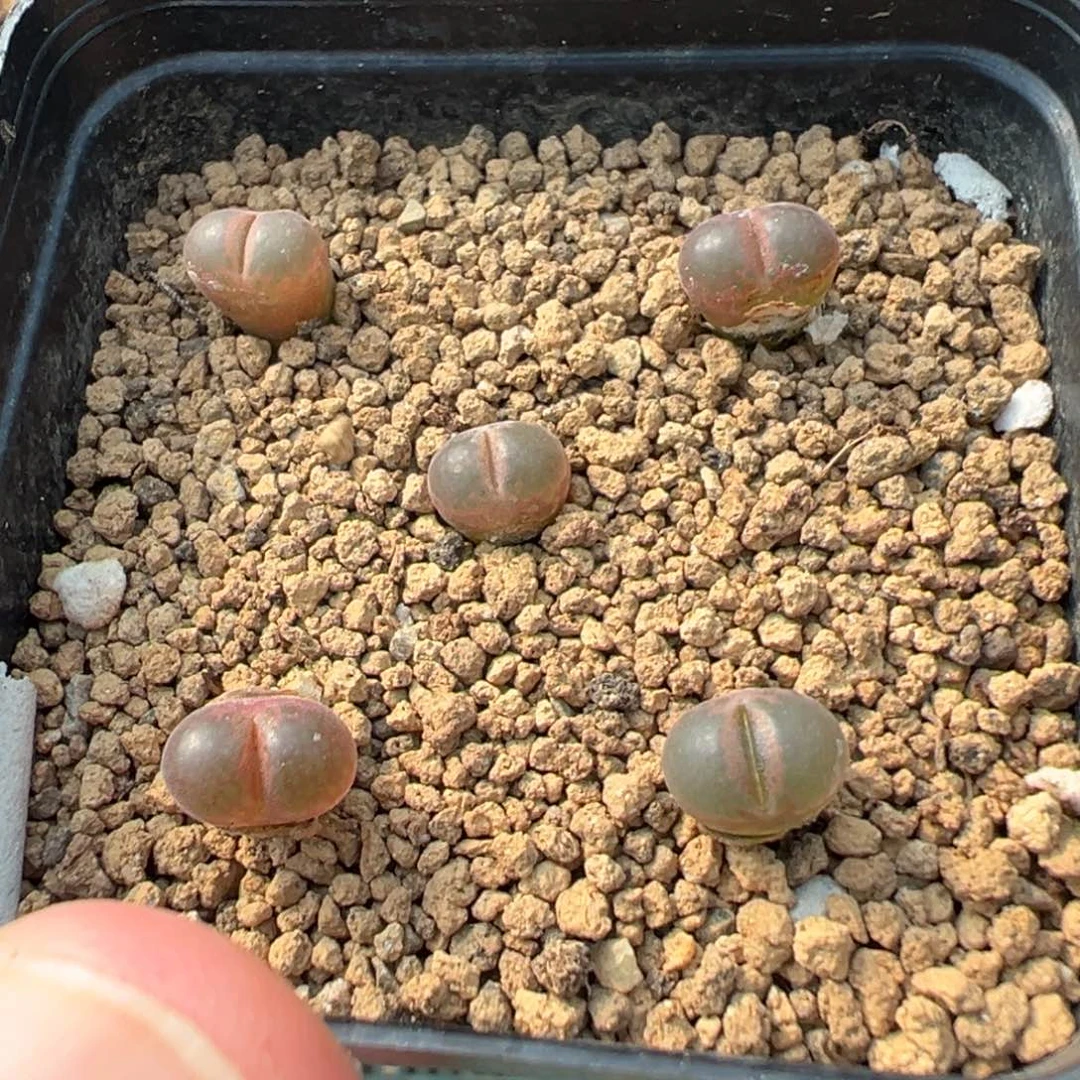 量拍黑眼豆豆风铃5颗。多肉