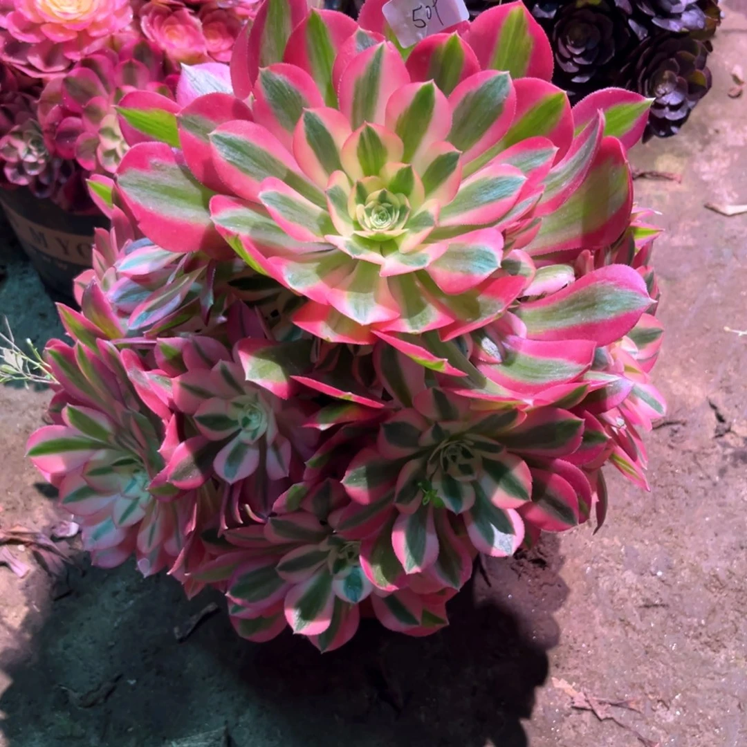 多肉植物女巫509