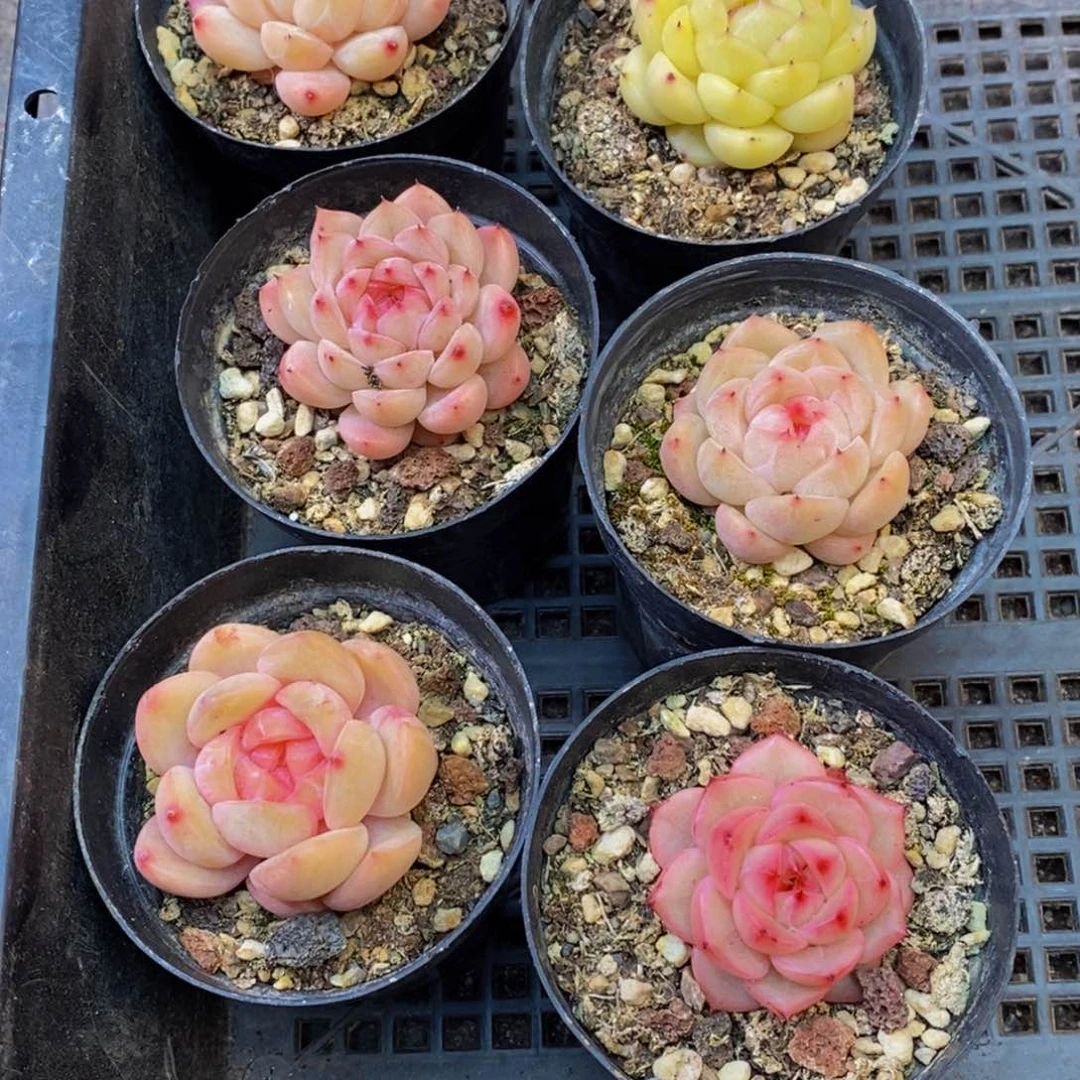 969多肉植物纤维面膜的