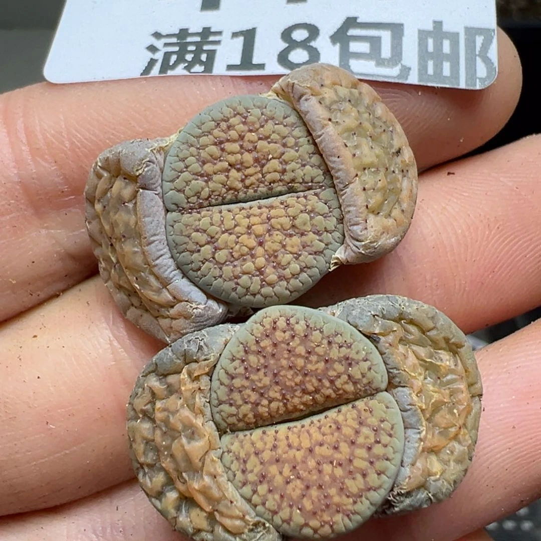 【闪购商品】444……