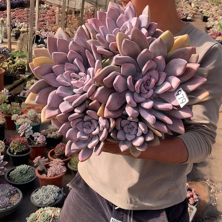 979奥普 一物一拍多肉