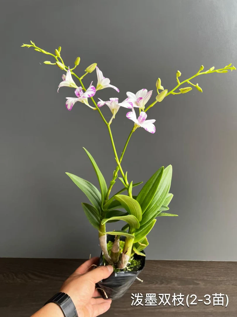 白泼墨泼墨石斛兰秋石斛三花剑带花带花苞发货