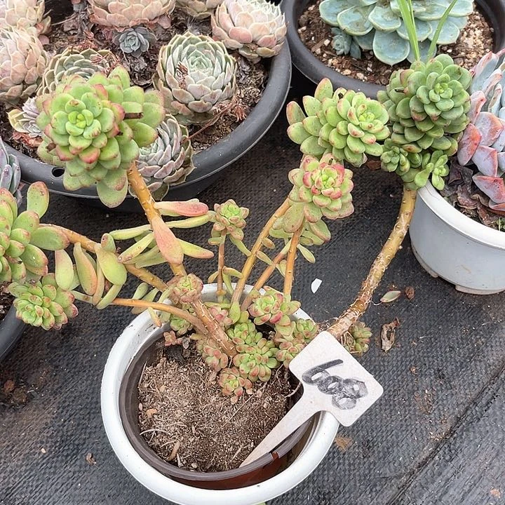 晨语多肉，一物一拍香格里拉608