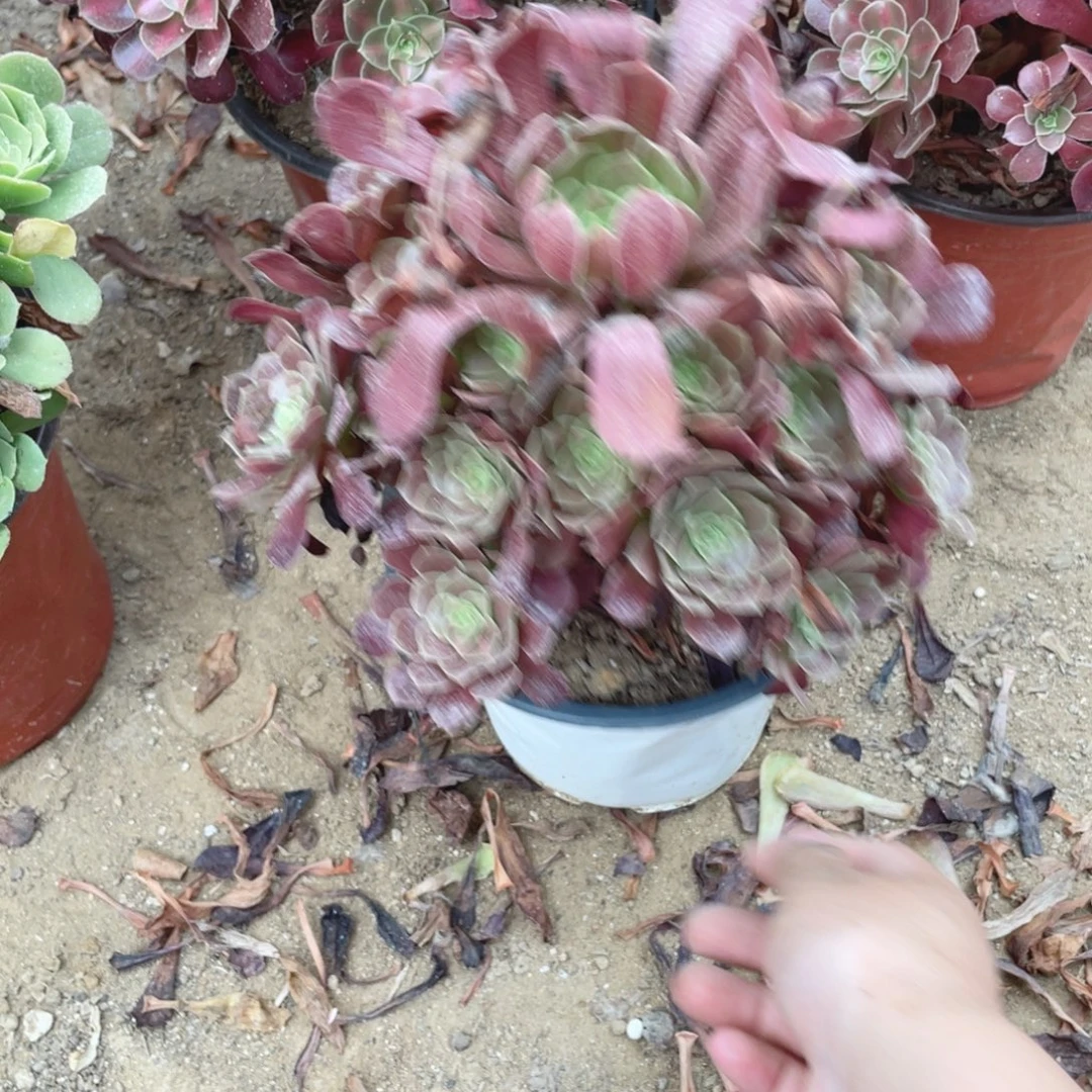 1048梅花法师多肉断枝不包