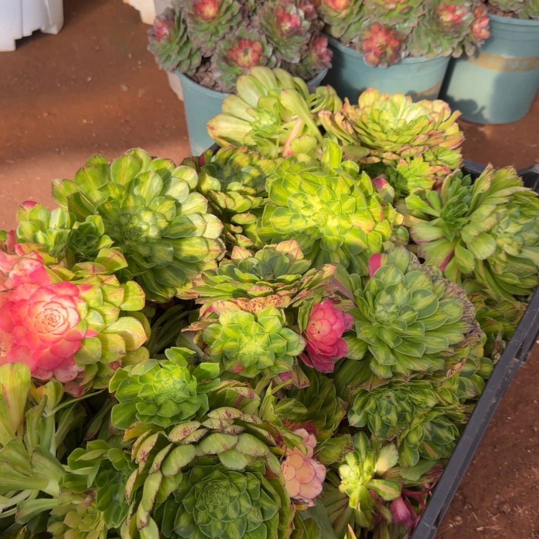 知否无根多肉植物