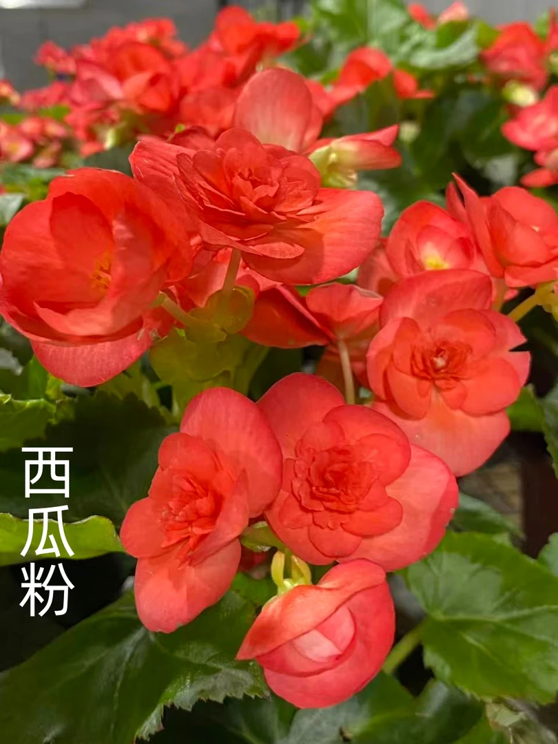 【西瓜粉】丽格海棠多年生四季开花玫瑰海棠室内花卉