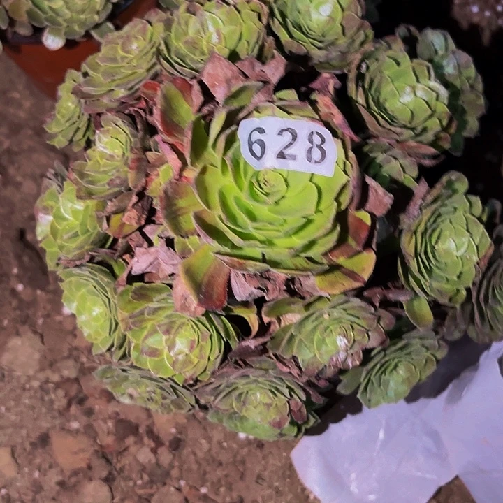 628花月夜多肉植物不售后