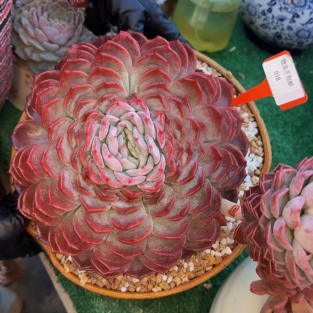 薯*吖他哈怕他啦爸爸