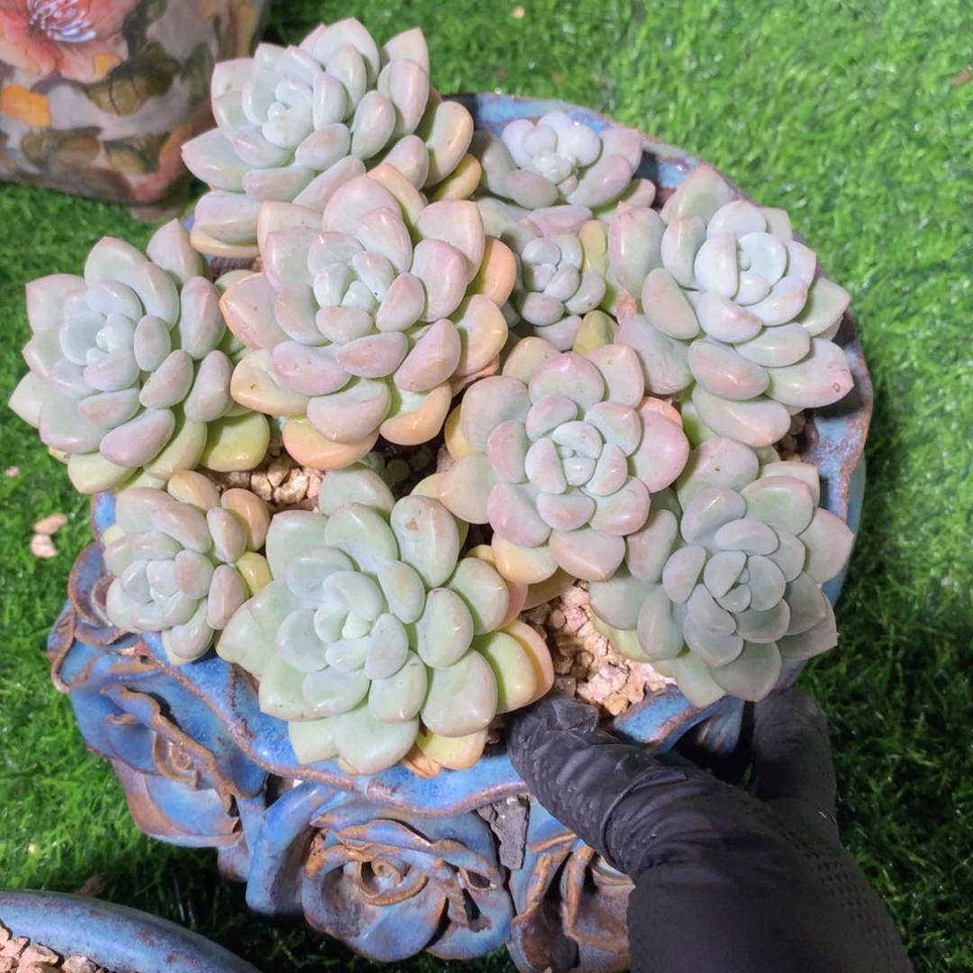 泡泡糖16公分一物一拍