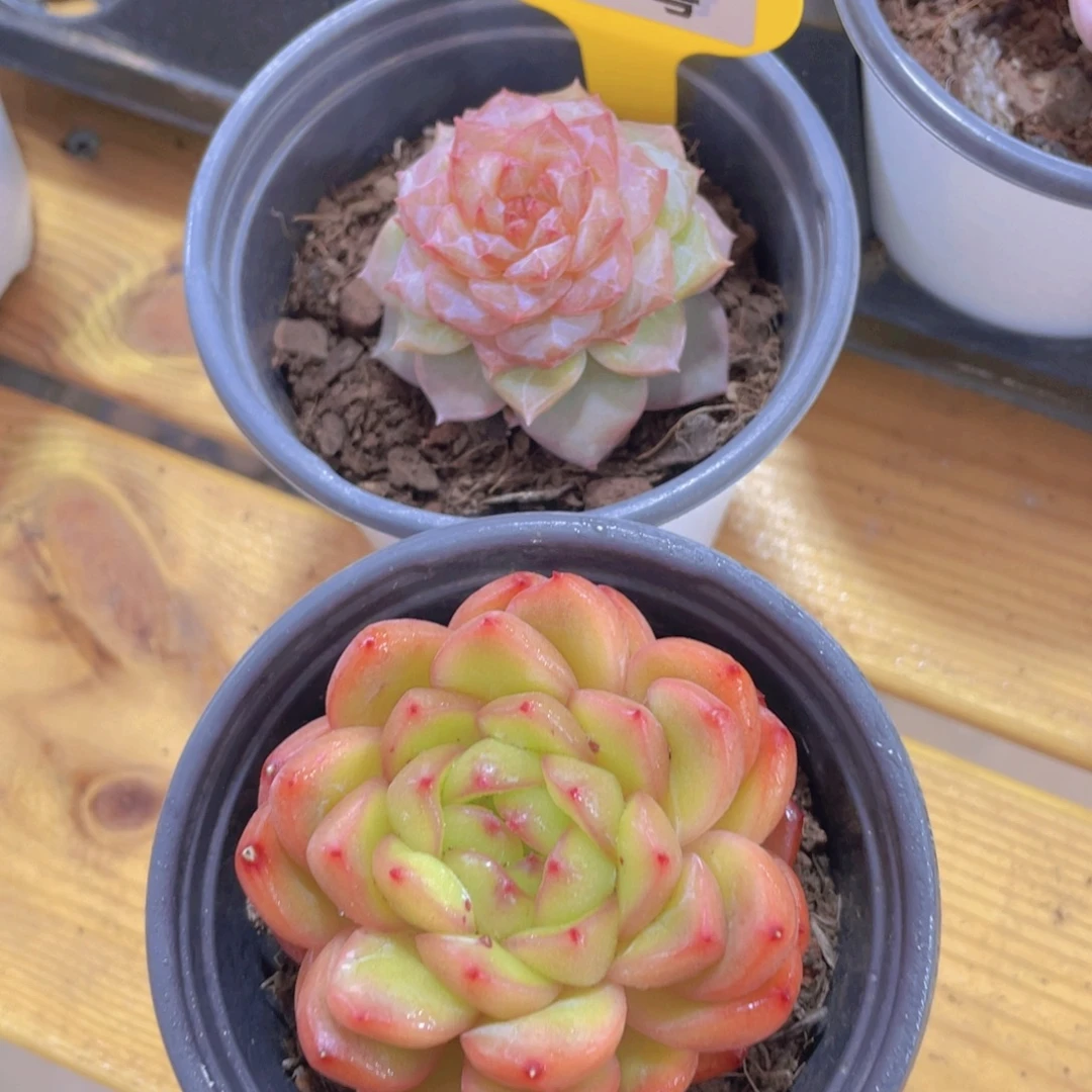 597号 开播福利孤品珍妮加海洋之心