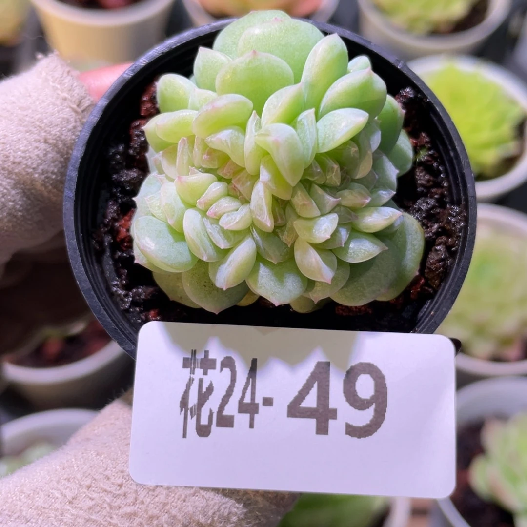 花利美24-49新品缀化