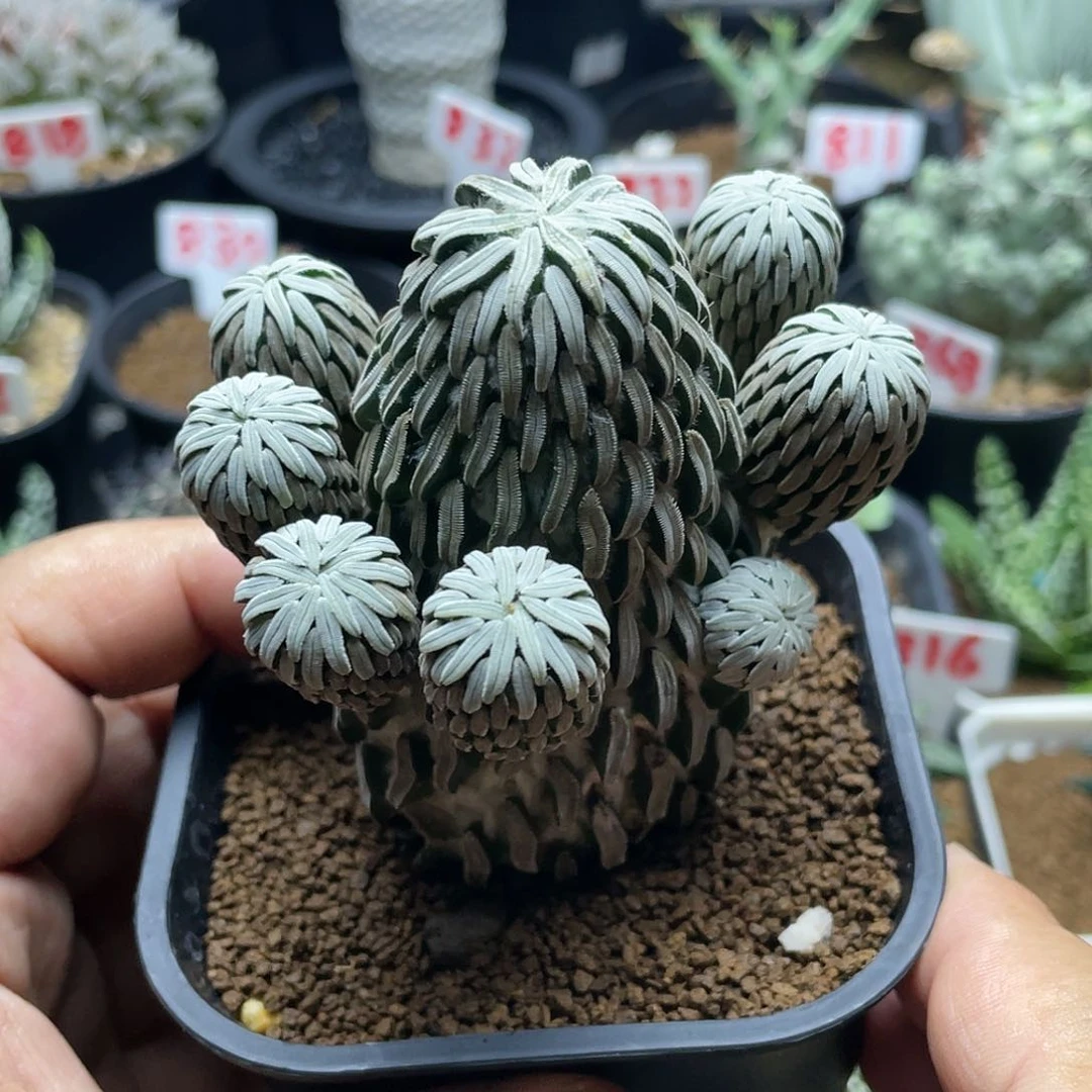 群生精巧丸仙人球多肉