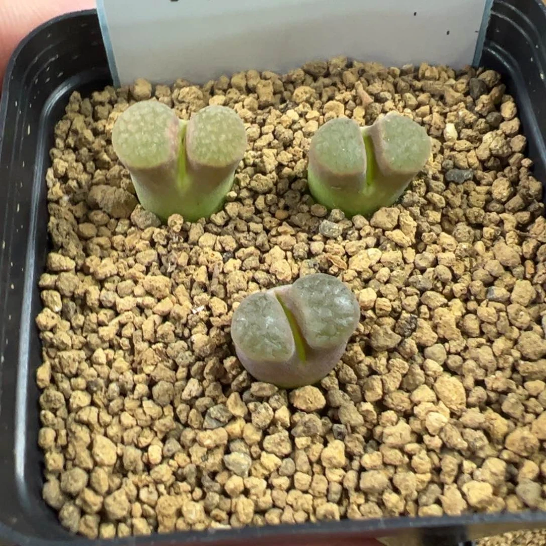 28-162磁铁风铃多肉植物