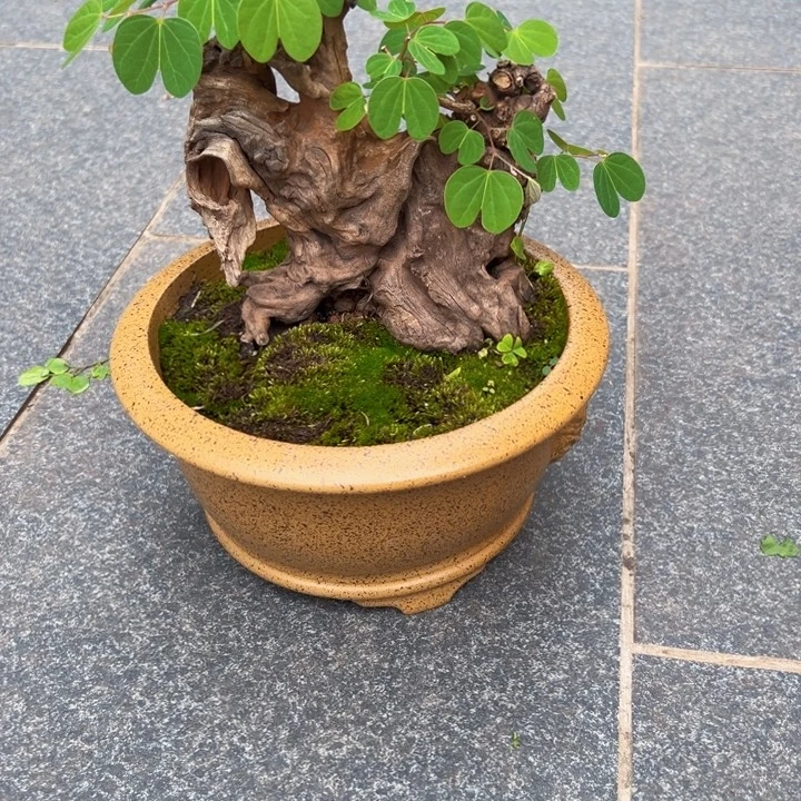 海***哥无花朵羊蹄甲盆景老桩
