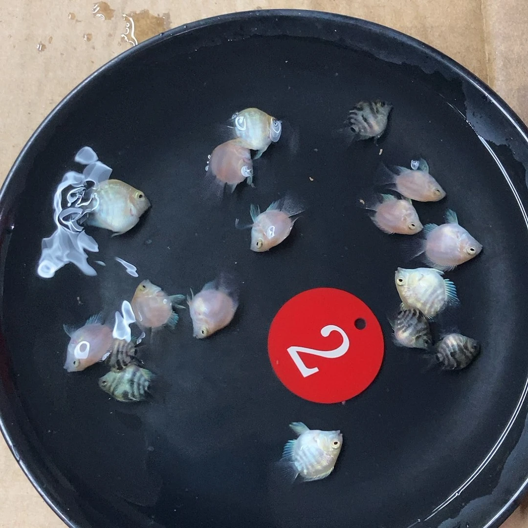 鹦鹉鱼桃心胭脂粉一盘2