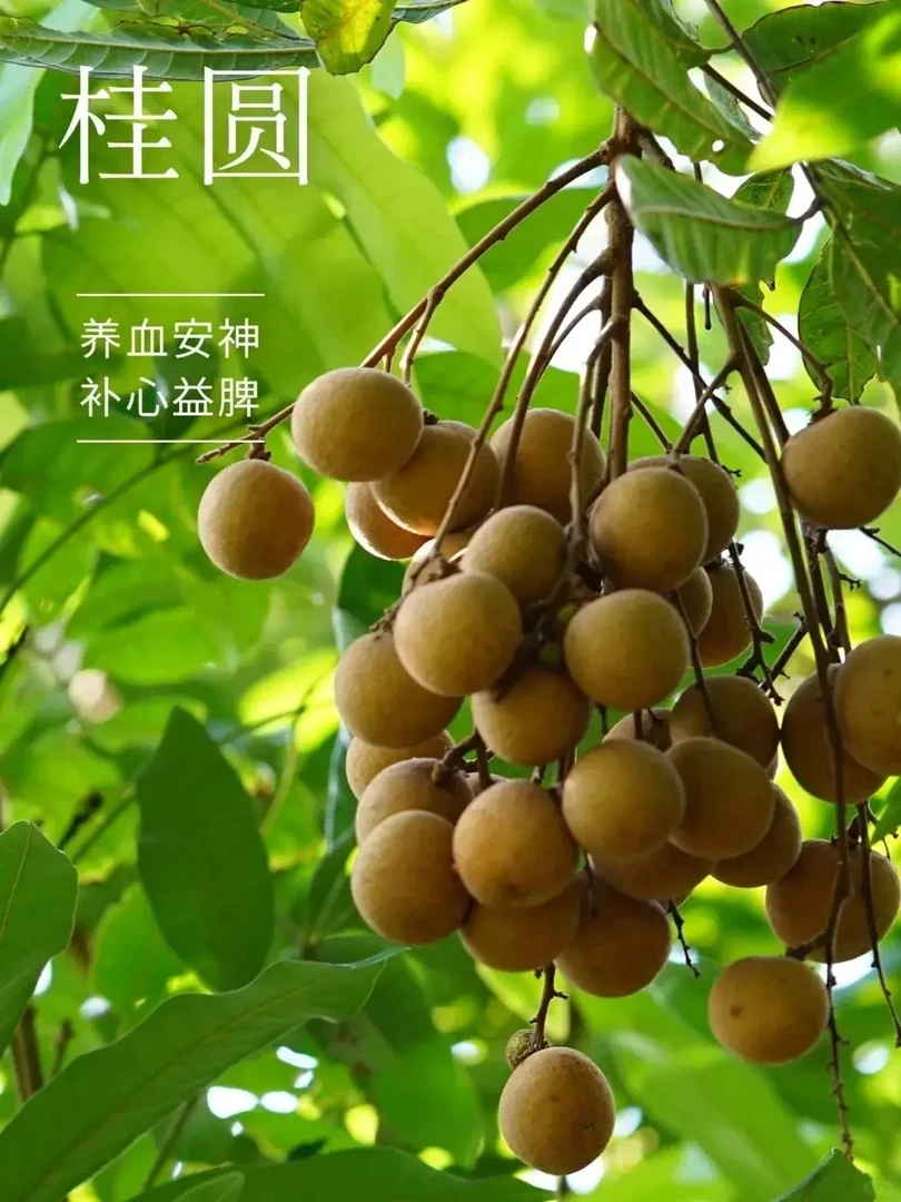 农家土货 四川泸州叙永马岭桂圆龙眼5斤包邮