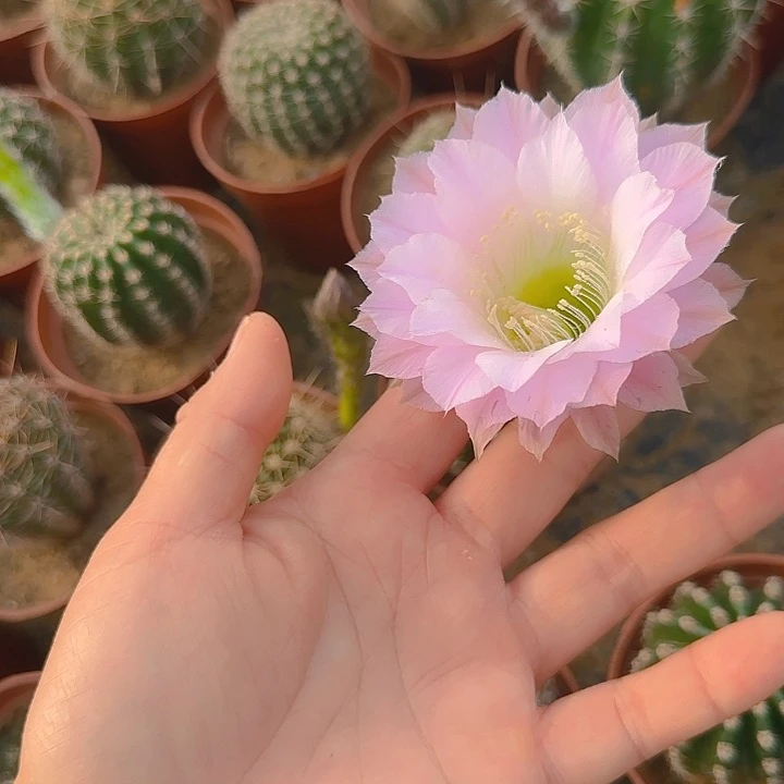 126 实生球掰花脱土3公分