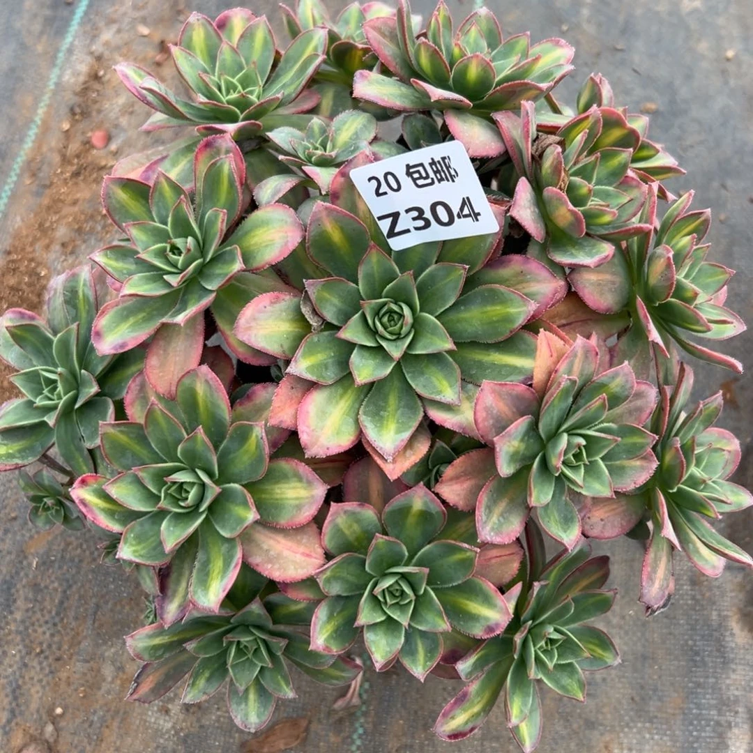 云***轻304星灿，多肉法师