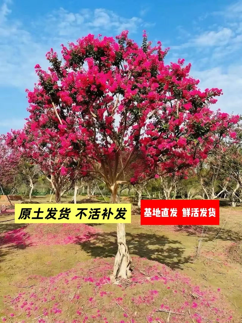 基地直发:紫薇，桂花，红枫，梅花，罗汉松等户外庭院绿植室外植物