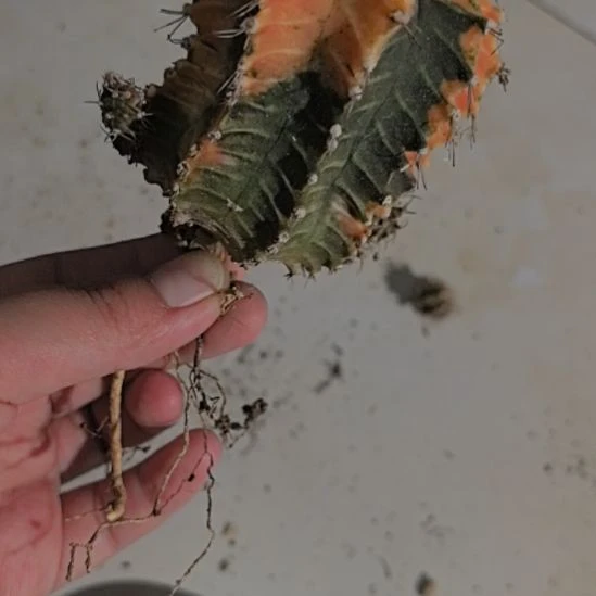 一物一拍，小一掉的米哈锦！