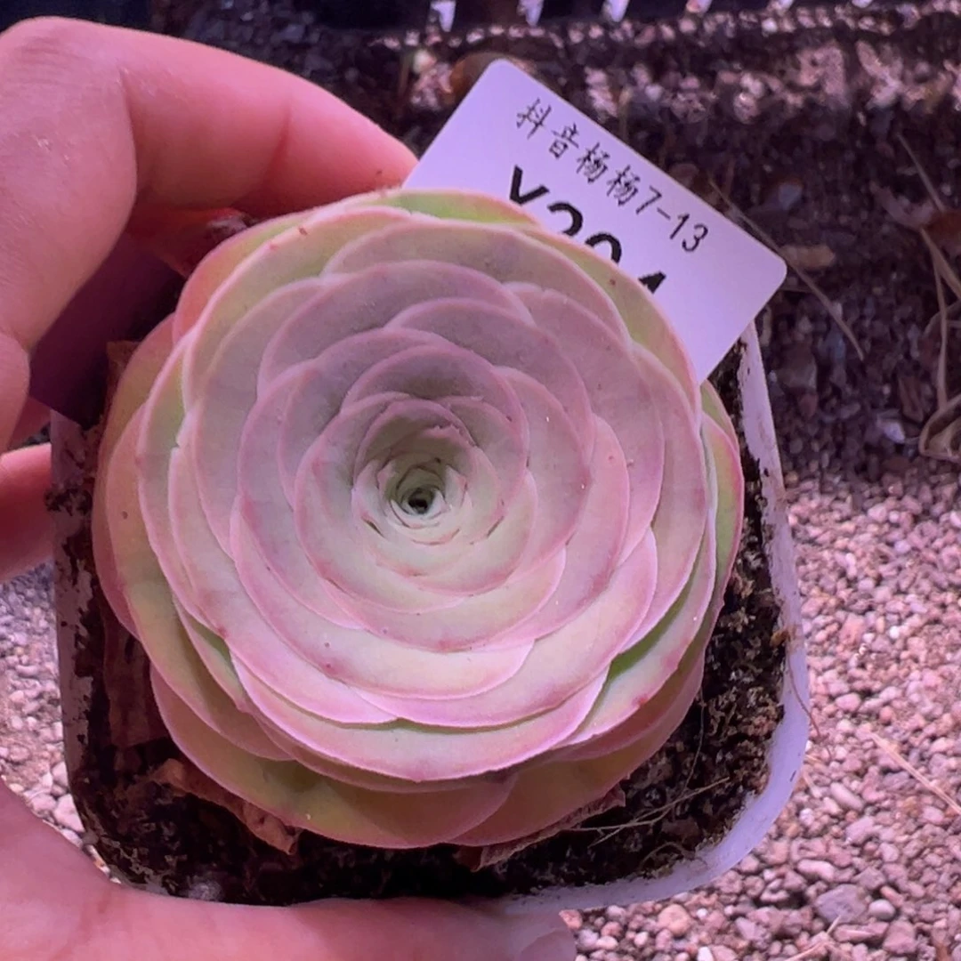 明***有杨204 山地玫瑰福袋