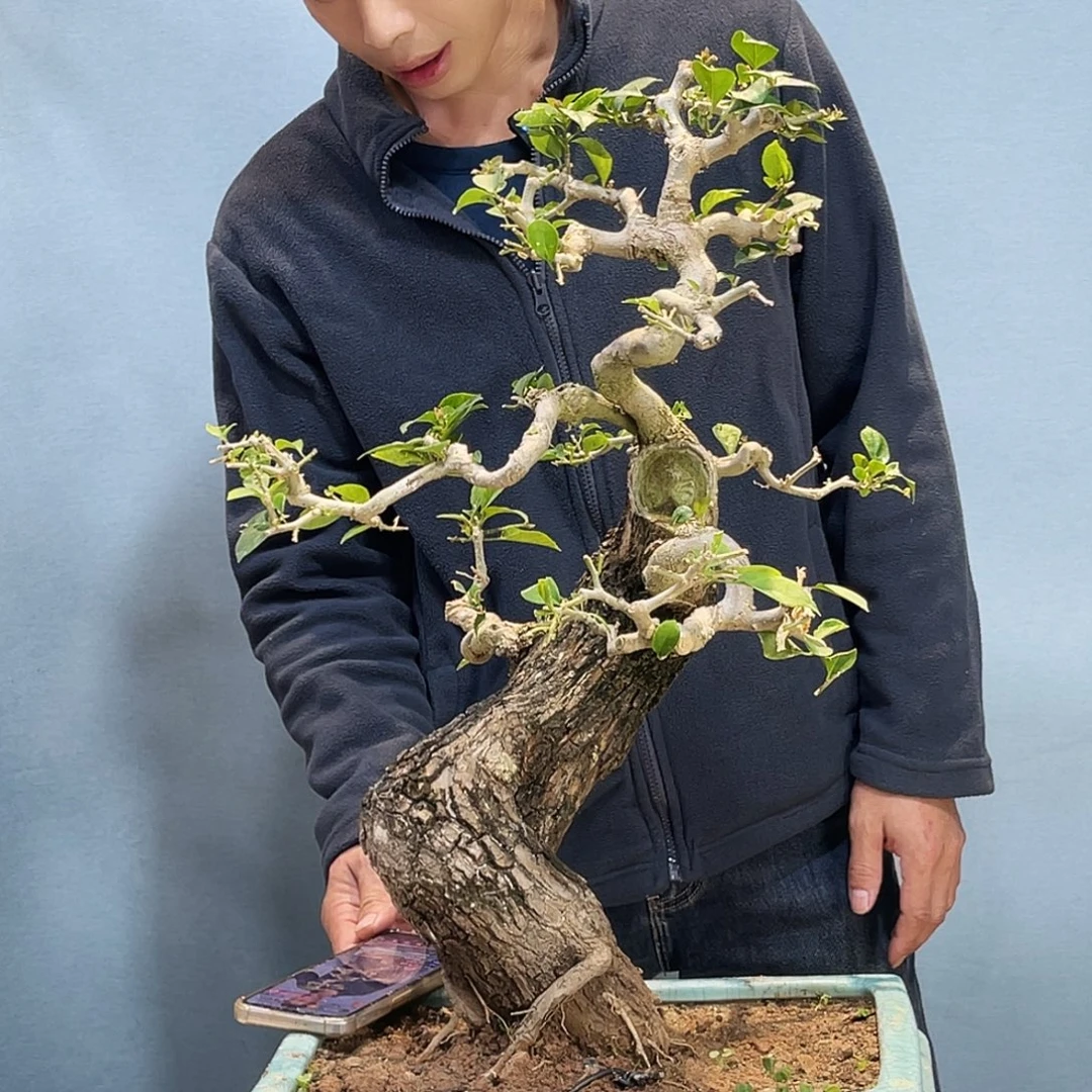 无花朵小叶子老桩