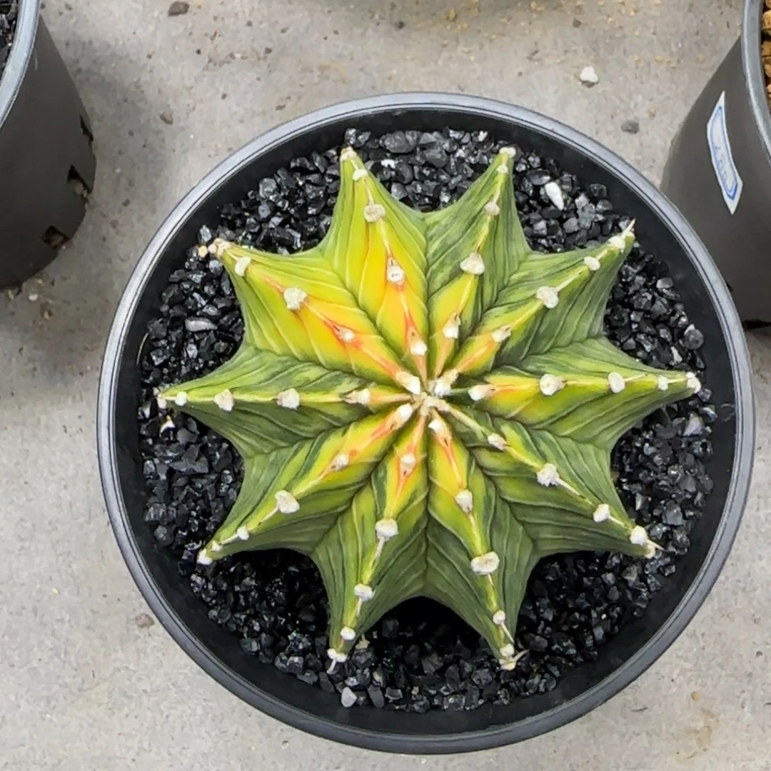 泰系实生肋骨乌贼