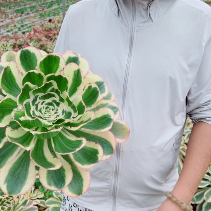 小颗艳姿多肉法师