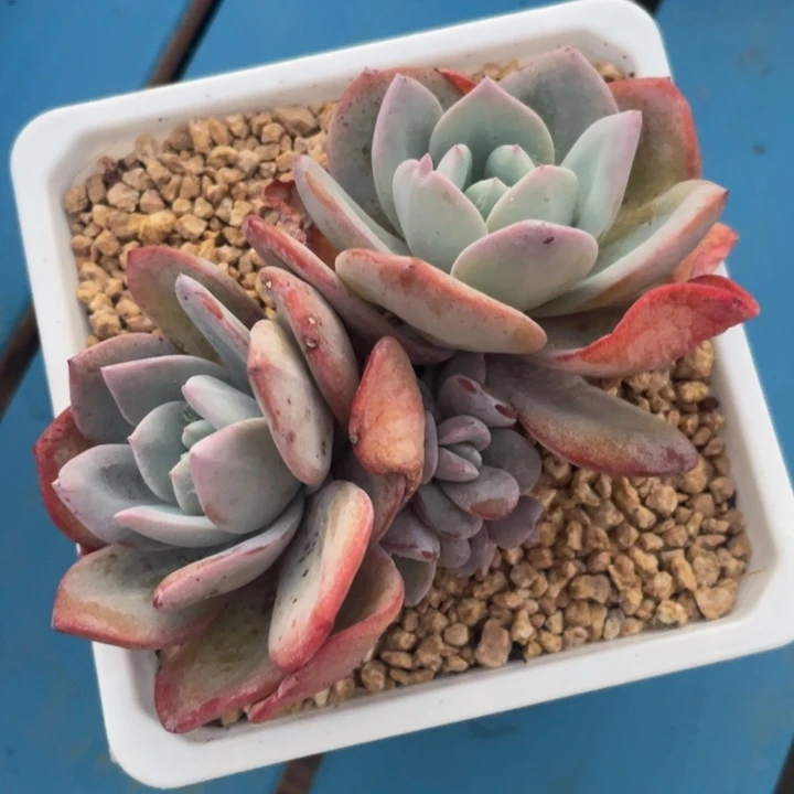 韩版奶茶6头无砍无掐