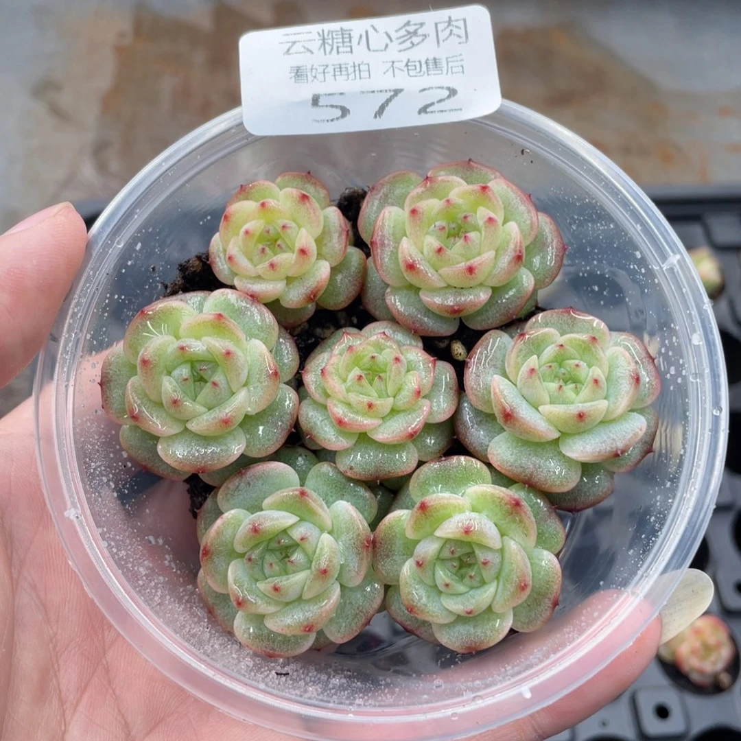云糖心多肉植物572