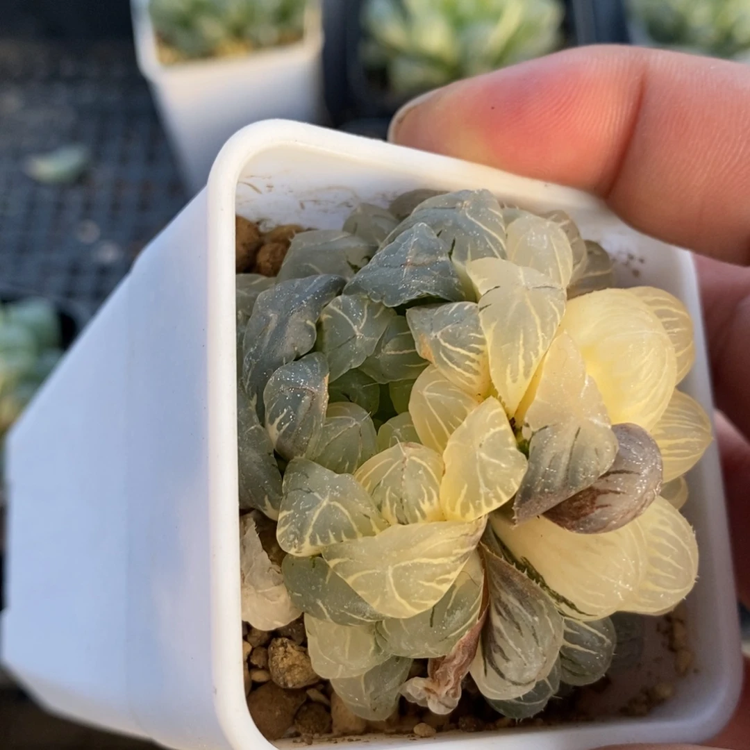 一颗湖水玉露锦 新年福利