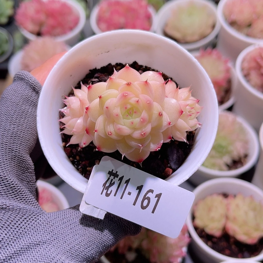 花11-161海王三头