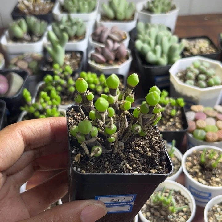 037 枝干兔子多肉植物