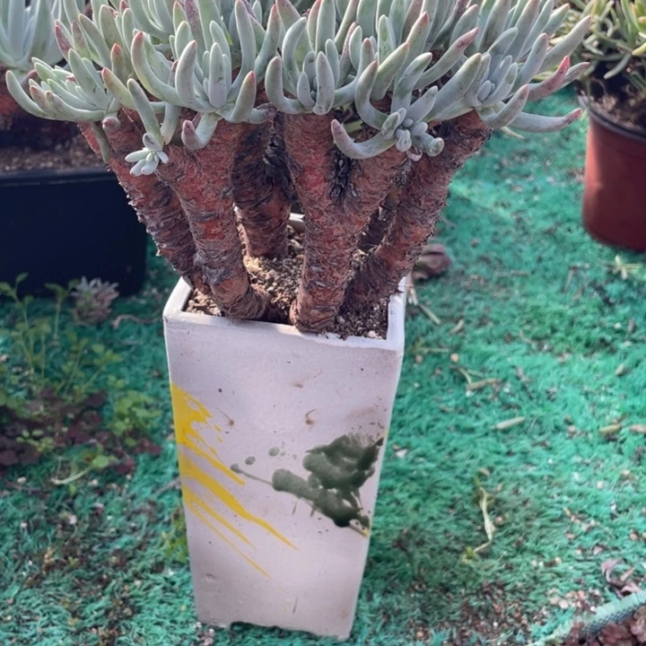 418号白鹭多肉植物