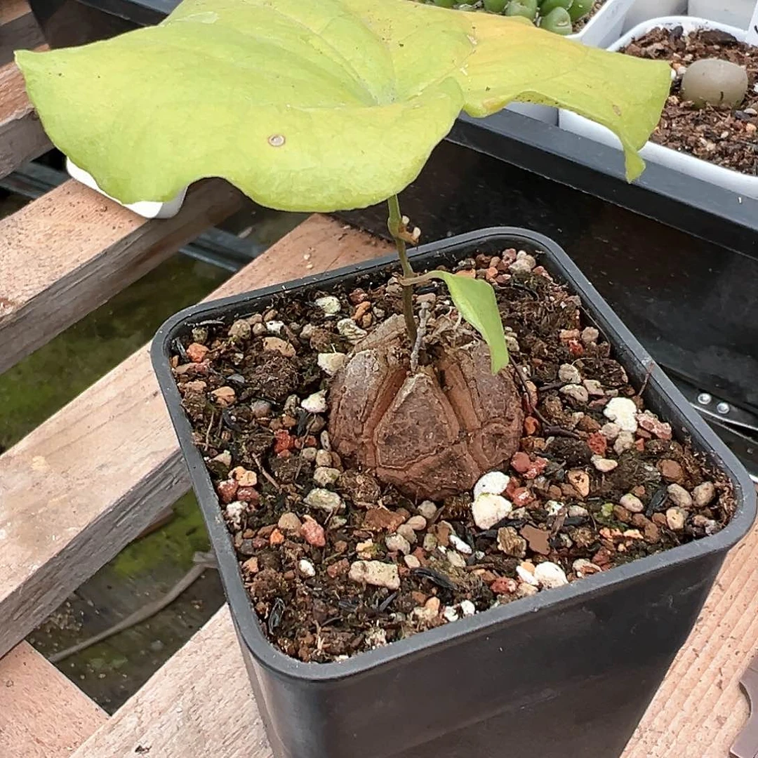 芊*.龟甲龙 多肉肉锥