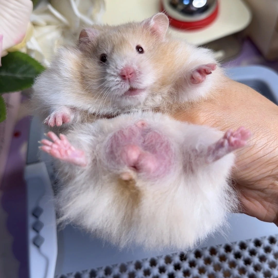 肉桂波弟弟6.20生日