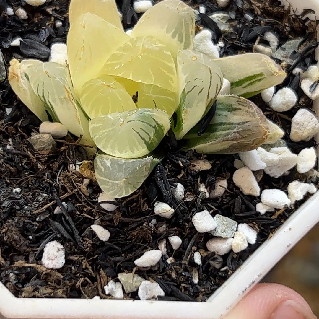 可***通碧玺锦十二卷多肉植物
