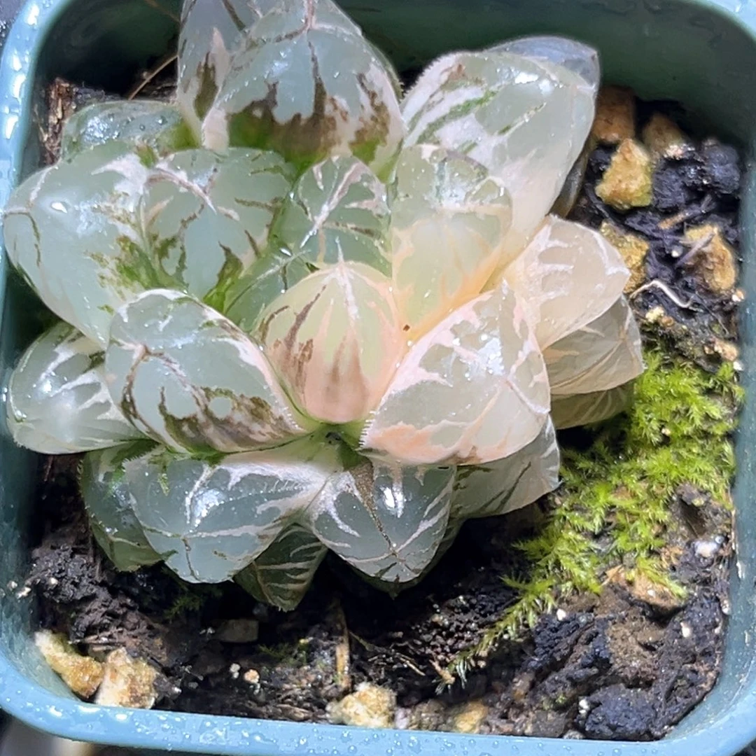 恭喜发财大吉大利4251