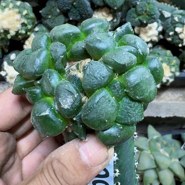 小**艺福利苗接连山群568