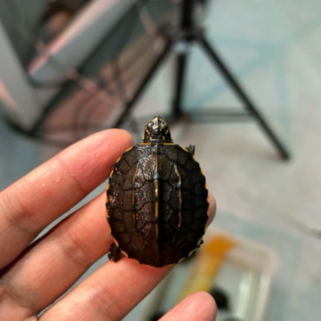 斯里兰卡活泼可爱