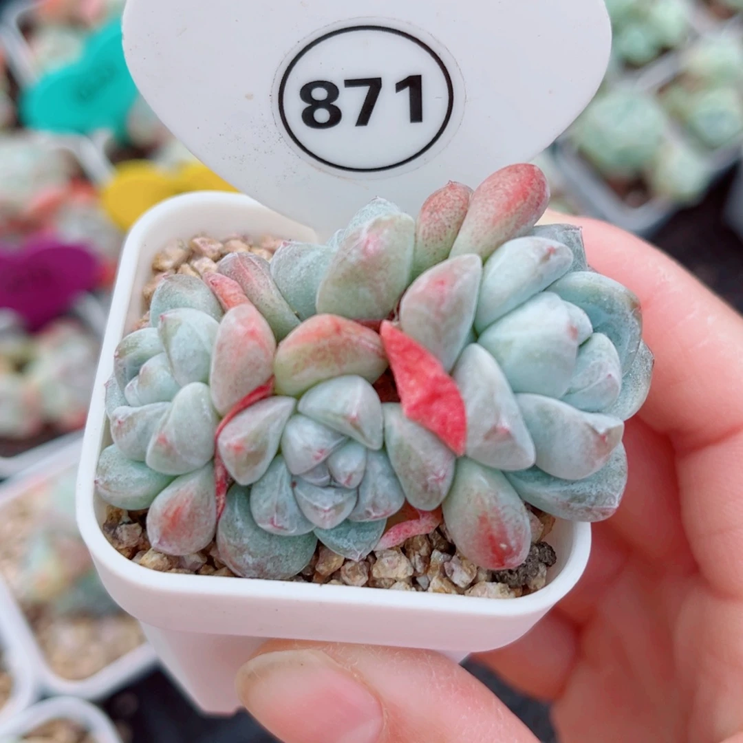 871号小老桩冰玉群
