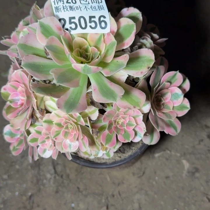25056女巫多肉植物