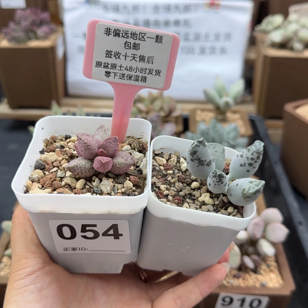 踏**痕054融化纹猪肝白肌海报多肉植物