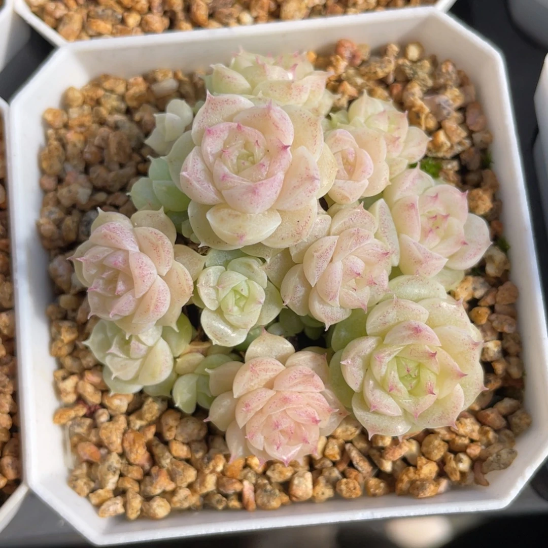 齐齐寄养优养麦杆f120多肉1219