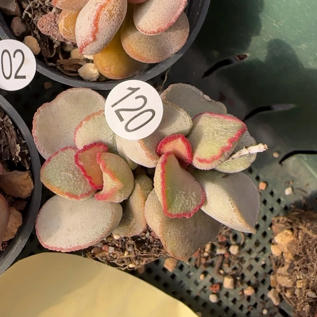 粉雪蛋多肉植物水泡120