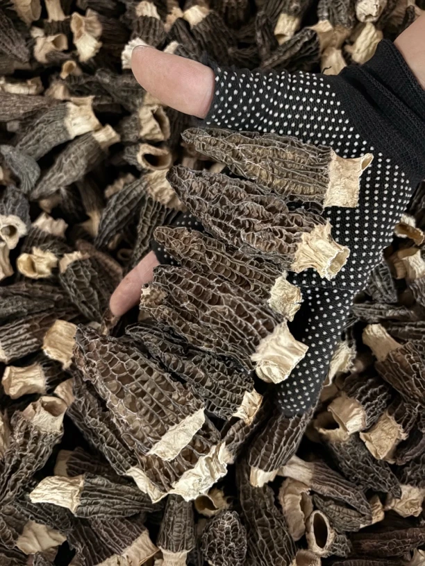 【25年新货】高原头茬六妹足干肉厚款统货大小都有直播间看货再下单