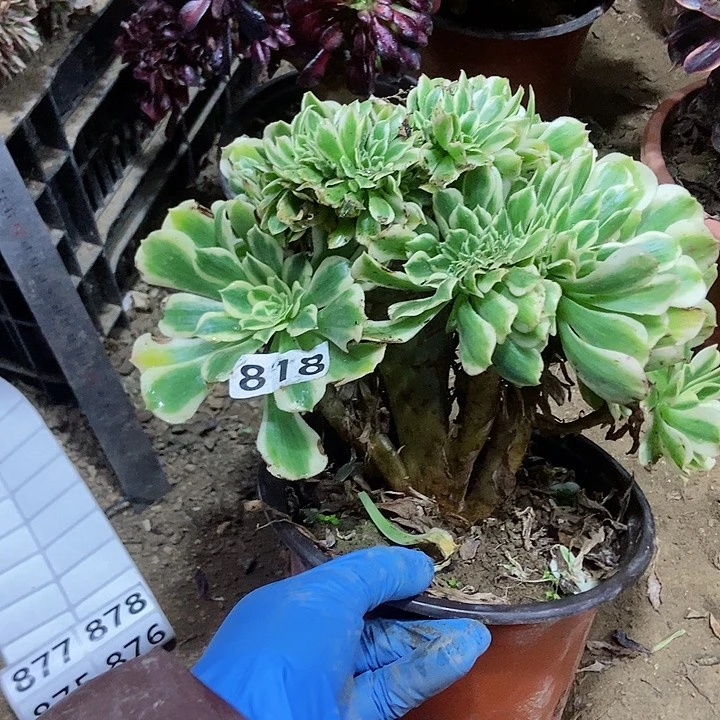 818迈巴赫老庄缀化特价